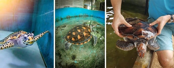 Sea Turtle Mahamodara